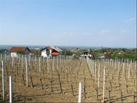 Vinogorje