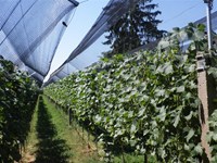 Vinogradi